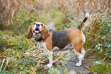 Happy beagle dog having fun on then green grass