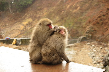 Snow monkeys