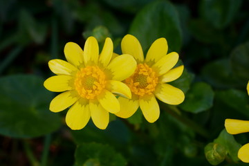 黄色鮮やかなリュウキンカの花が咲く