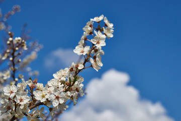 An image of a flowering tree.
