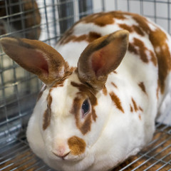 Rabbit in the cage. Rabbit farm.