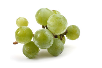 White wine grape