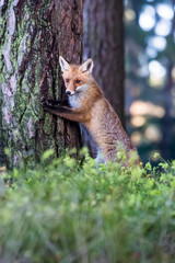 Red Fox. The species has a long history of association with humans.The red fox is one of the most important furbearing animals harvested for the fur trade. Largest of the true foxes