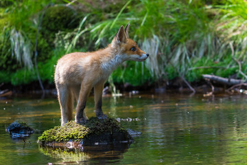 Red Fox. The species has a long history of association with humans.The red fox is one of the most important furbearing animals harvested for the fur trade. Largest of the true foxes
