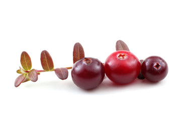 Cranberries and leaves