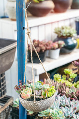 Miniature succulent plants (succulent cactus) hanging at the garden