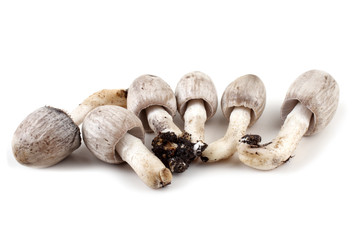 Coprinopsis atramentaria (Inky cap). Chinese medicine use this mushroom. Incompatible with alcohol.