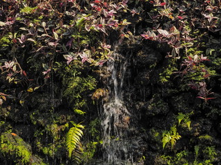 view of small waterfall flowing on the rock wall around with green moss and many leaves background, small waterfall decorate in garden with nature background.