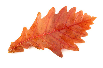 Autumn oak leaf
