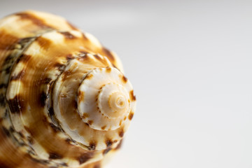 Sea Shells in natural organic color. Hello summer background concept. Dreamy gentle air artistic image. Soft focus