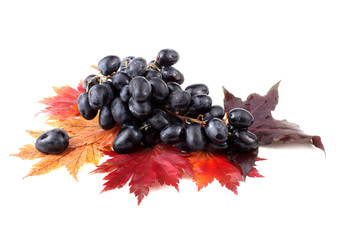Black grape on autumn maple leaves