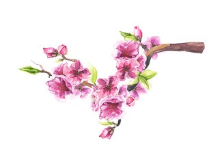 Watercolor painted branch with pink cherry blossoms. Isolated floral arrangement illustration.