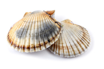 Two scallops