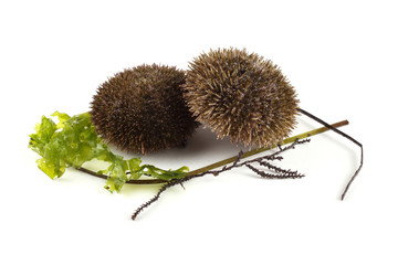 Gray sea urchins and alga