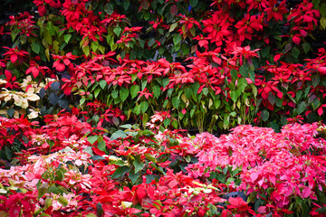 Poinsettia red hues grown in Mexico farm.