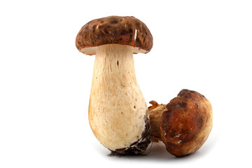 King bolete (boletus edulis).