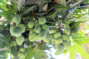 Fruits of a topical garden in Colombia on the Caribbean coast