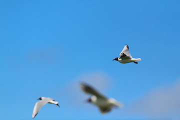 Flying group Black-headed gulls