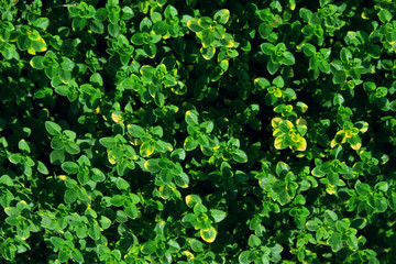 Blurry shot of green grass background. Abstract nature backdrop. 