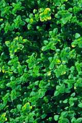 Fototapeta premium Blurry shot of green grass background. Abstract nature backdrop. 