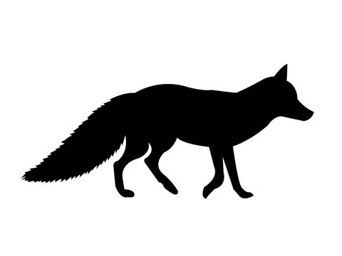 Fox Silhouette on White Background