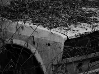 Abandoned old white car at the auto grave under the dry leaves. Black white photo