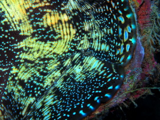 The amazing and mysterious underwater world of Indonesia, North Sulawesi, Manado, clam mantle