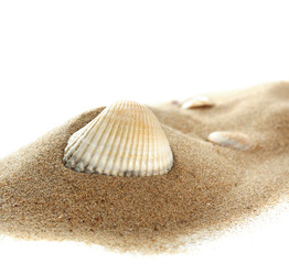 Isolated seashell on sand, white background. Close up.