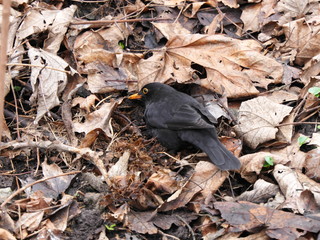 Starling. A small black forest bird with a yellow beak swarming in the ground