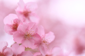 淡い光に包まれた一房の桜