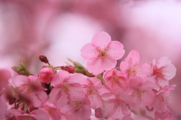 ピンクの桜の花弁たち