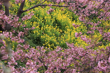 菜の花畑を囲んだ桜