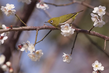 メジロと白梅