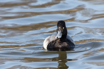 male Lesser scaup duck