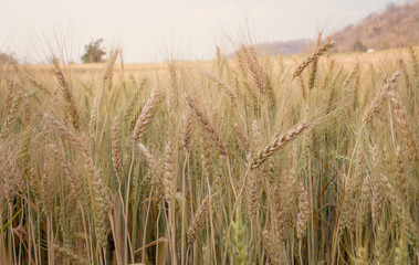 Evening light fields of barley