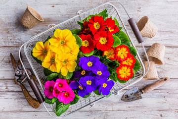 Colorful seedlings of spring primula flowers.