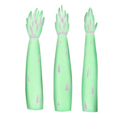 Hand drawn color asparagus illustration. Organic fresh vegetable illustration isolated on white background. Retro vegetable botanical picture.