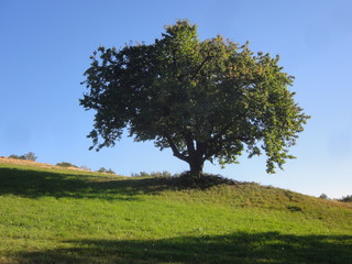 Sauerstoff Baum