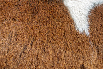 Closeup of a fur
