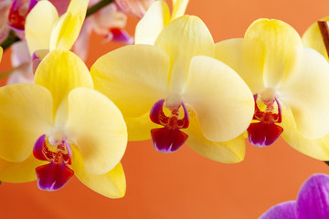 Obraz na płótnie Canvas Close up of beautiful phalaenopsis orchid flowers on bright background