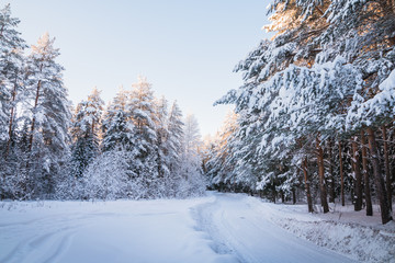 Beautiful winter scenery with forest full of trees covered snow