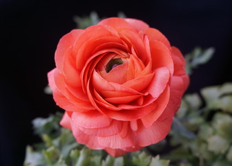 red rose in the garden