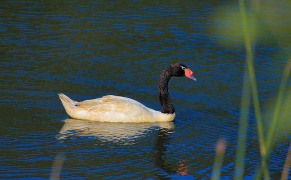 cisne de cuello negro