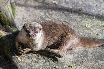 Eurasian otter playing, portrait of a cute animal