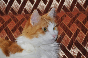 A portrait of cute surprised cat