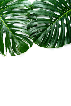 Glossy monstera leaf close up isolated on white background. Creative photo