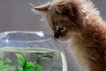 curious red kitten with goldfish in a fishbowl