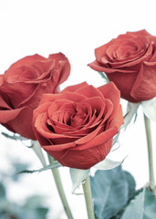 Lovely red roses on white background