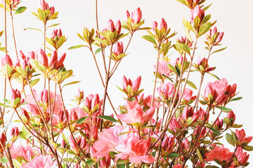 Azalea flowers  blooming outdor background.