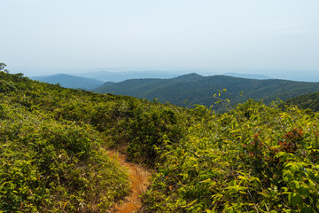 The trail on the way to the top of Saddle Peak mountain in Diglipur and Saddle Peak national park in Andaman and Nicobar Islands, India. 